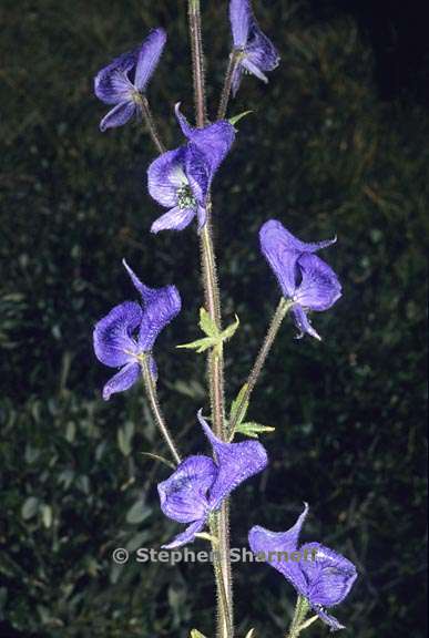 aconitum columbianum columbianum 1 graphic